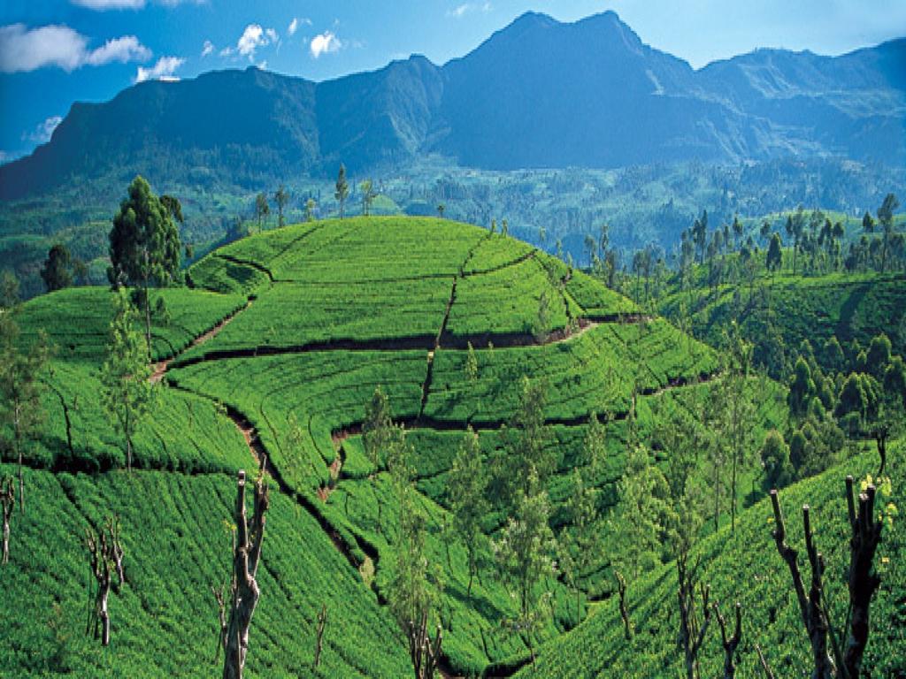 New Tour Inn Nuwara Eliya Exteriér fotografie